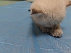-特一安24小时宠物医院·骨科·中兽医