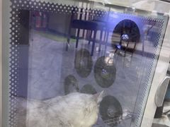 -瑞鹏宠物医院·普外科·影像科·皮肤科(城市山谷分院)