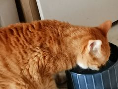 -凯特喵百思猫专科医院