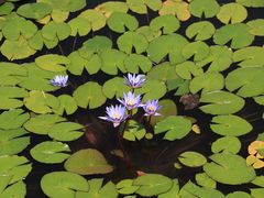 -国家植物园南园