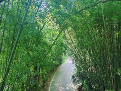 -呀诺达热带雨林