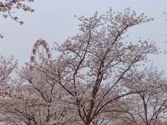 -顾村公园