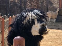 -大连森林动物园