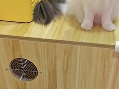 -滚猫咖啡·猫咖·猫友好撸猫(未来城店)