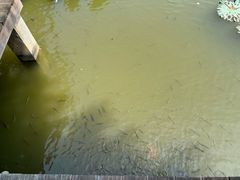 -福建鲤鱼洲酒店