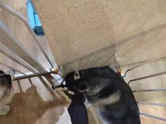 -Husky Go! 哈士奇体验馆·宠物咖啡厅狗咖