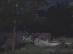 -夜间野生动物园