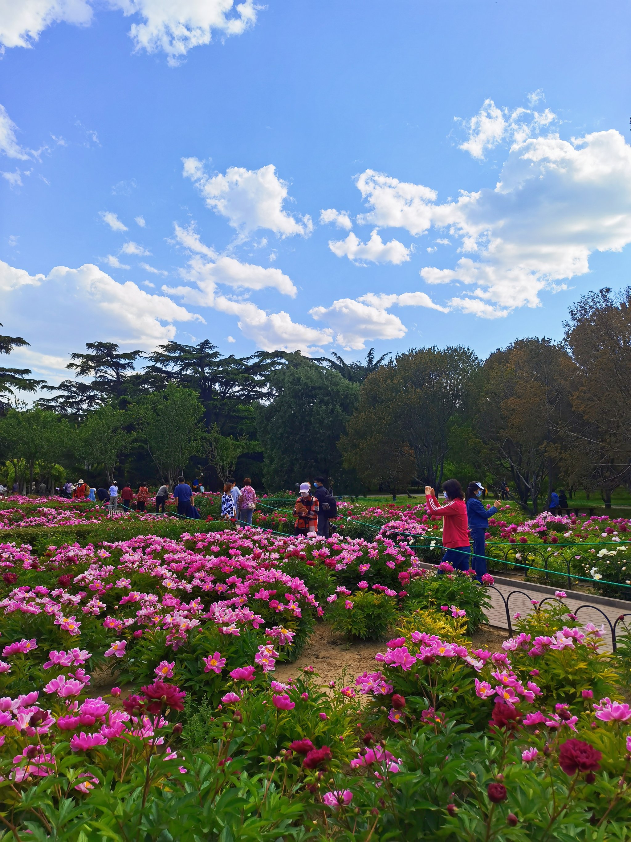 天坛公园赏花图片