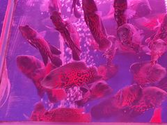 -花鸟鱼虫鲜花绿植市场(玉泉路店)