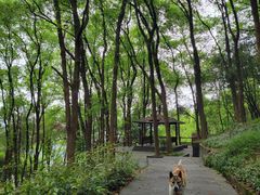 -铁山坪森林公园