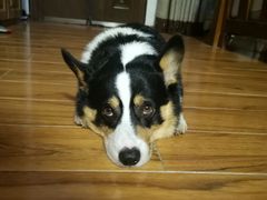 -宠福鑫康馨动物医院·骨科·眼科