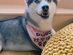-Husky Go! 哈士奇体验馆·宠物咖啡厅狗咖