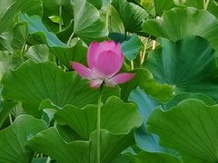 -莲湖公园