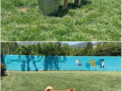 -趣玩宠物乐园寄养训犬训狗游泳池