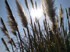 景点-西昌邛海湿地