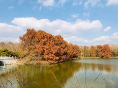 -上海海湾国家森林公园