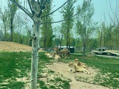 -北京野生动物园