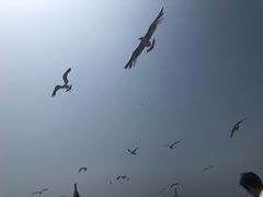 -海驴岛(荣成市)