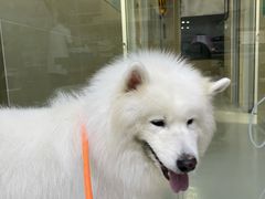 -谐和益家动物医院·免疫绝育·血液透析·宠保定点医院(高新伊藤分院)