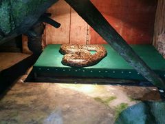 -贵州森林野生动物园