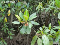 -东寨港红树林旅游区