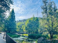 -白水寺森林公园