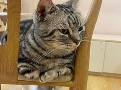-猫咪派对(江南西店)