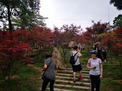 -广州市帽峰山景区