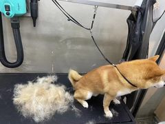 -PETKIT小佩宠物·低压洗护(国顺东路店)