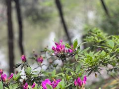 -铁山坪森林公园