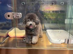 -FAELING PETS美天灵宠物(富力广场店)