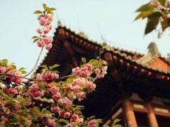 -西安青龙寺遗址景区