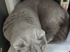 -派特宠物医院(圆融广场店)