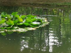 -长白岛森林公园