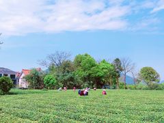 -龙坞茶村