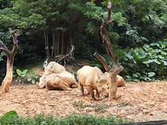 -广州长隆野生动物世界
