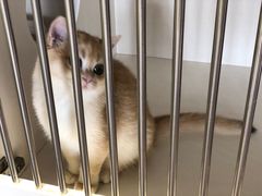 -东方名猫馆·英短金渐层布偶猫舍(环线广场1号楼店)