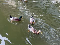 -三亚亚龙湾铂尔曼别墅度假酒店