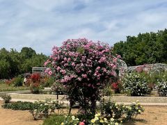 -石家庄市植物园