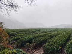 -中国茶叶博物馆(双峰馆区)