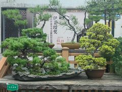 -陈家山荷花公园