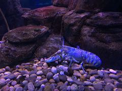 -瑞普利水族馆