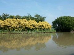 -大湾区中央湿地公园