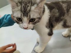 -糯米喵星人·撸猫猫舍咖啡馆(西市场嘉华店)