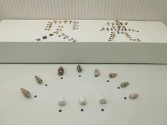 -青岛贝壳博物馆