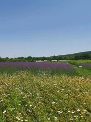 -DORA kids 朵拉儿童摄影花园店