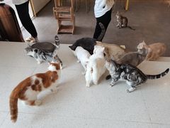 -飞行喵MR PILOT|猫舍·猫咖(静安大融城店)