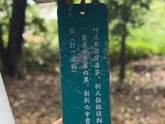 -火炉山森林公园