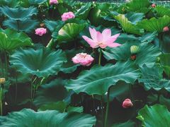 -荷塘月色湿地公园·向阳花洲