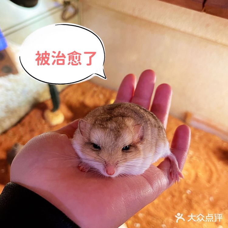 zoolung萌宠乐园[爱心]游记